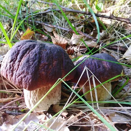 Willa Dom Na Grobli Dluzki Zewnętrze zdjęcie